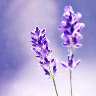 AG官方入口网址